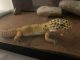Leopard Gecko Reptiles