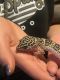 Leopard Lizard Reptiles for sale in Loveland, CO, USA. price: $200