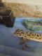 Leopard Lizard Reptiles for sale in Virginia Beach, VA, USA. price: $100