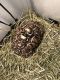Leopard Tortoise Reptiles for sale in Miramar, FL, USA. price: NA