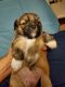 Lhasa Apso Puppies for sale in Pinellas Park, FL, USA. price: $1,600
