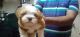 Lhasa Apso Puppies for sale in Dr Baba Saheb Ambedkar Rd, Parel East, Parel, Mumbai, Maharashtra, India. price: NA