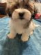 Hava Shu and Hava Apso puppies for sell