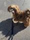 Lhasa Apso Puppies for sale in Southington, CT, USA. price: $800