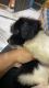 Lhasa Apso Puppies for sale in Byculla, Mumbai, Maharashtra, India. price: 10000 INR