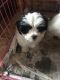 Lhasa Apso Puppies for sale in Bloomfield, CT, USA. price: $1,500