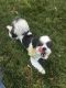 Lhasa Apso Puppies for sale in Bloomfield, CT, USA. price: $500