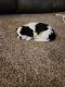 Lhasa Apso Puppies for sale in Fort Collins, CO, USA. price: NA