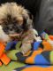 Lhasa Apso Puppies for sale in Covington, TX 76636, USA. price: $1,200