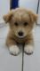 Lhasa Apso Puppies for sale in Fort Worth, TX, USA. price: $650