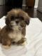 Lhasa Apso Puppies for sale in Houston, TX, USA. price: $900