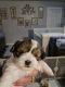 Lhasa Apso Puppies for sale in San Antonio, TX, USA. price: $400
