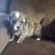 Lhasa Apso Puppies for sale in Guthrie, OK, USA. price: $500