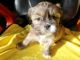 Lhasa Apso Puppies for sale in Goodyear, AZ, USA. price: $2,000