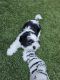 Lhasa Apso Puppies for sale in Goodyear, Arizona. price: $2,000
