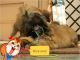 Lhasa Apso Puppies for sale in Mumbai, Maharashtra, India. price: 15000 INR
