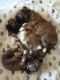 Lhasa Apso Puppies for sale in Colorado Springs, CO, USA. price: NA