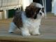 Lhasa Apso Puppies for sale in Beaver Creek, CO 81620, USA. price: NA
