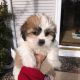 LHPSO APSO PUPPIES FOR SALE
