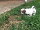Lhasa Apso Puppies for sale in Bloomfield Ave, Bloomfield, CT 06002, USA. price: $600