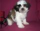 Litter of Lhasa apso pups with excellent pedigree.