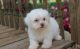 Lhasa Apso Puppies for sale in Rye, CO 81069, USA. price: NA