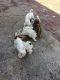 Lhasa Apso Puppies For sale