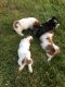 Lhasa apso puppies for sale