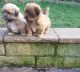 Male and Female Lhasa Apso Puppies