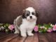 Beautiful Purebred Lhasa Apso Puppies for sale