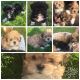 Lhasapoo Puppies