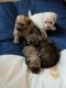 YORKIE-LHASA-PUPPIES FOR SALE