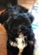 Adorable Lhasa Poo’s for sale. They are 12 weeks old, had shots and