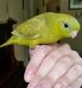 Lineolated Parakeet Birds for sale in Seattle, WA, USA. price: NA