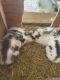 Lionhead rabbit Rabbits for sale in Green Forest, AR 72638, USA. price: $20