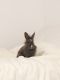 Lionhead rabbit Rabbits for sale in Provo, UT, USA. price: $40