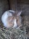 Lionhead rabbit Rabbits for sale in Clinton Corners, NY 12514, USA. price: NA