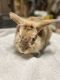 Lionhead rabbit Rabbits for sale in Buffalo, NY, USA. price: NA