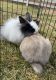 Lionhead rabbit Rabbits for sale in Grantsville, UT 84029, USA. price: $150