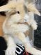 Lionhead rabbit Rabbits for sale in Snellville, GA, USA. price: $60