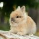 Lionhead rabbit Rabbits for sale in 3202 Plymouth Rock Dr, Douglasville, GA 30135, USA. price: $30