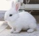 Lionhead rabbit Rabbits for sale in 3202 Plymouth Rock Dr, Douglasville, GA 30135, USA. price: $30