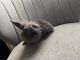 Lionhead rabbit Rabbits for sale in Croton-On-Hudson, NY 10520, USA. price: $65