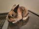 Lionhead rabbit Rabbits for sale in Clearwater, FL, USA. price: $60