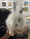 Lionhead rabbit Rabbits for sale in Holladay, UT, USA. price: NA