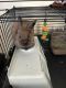 Lionhead rabbit Rabbits for sale in Port Chester, NY 10573, USA. price: NA