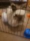 Lionhead rabbit Rabbits for sale in Marion, IN, USA. price: NA
