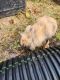 Lionhead rabbit Rabbits for sale in High Point, NC, USA. price: NA