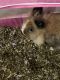 Lionhead rabbit Rabbits for sale in Portland, OR 97236, USA. price: NA