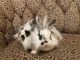 Lionhead rabbit Rabbits for sale in Hot Springs, AR, USA. price: $200